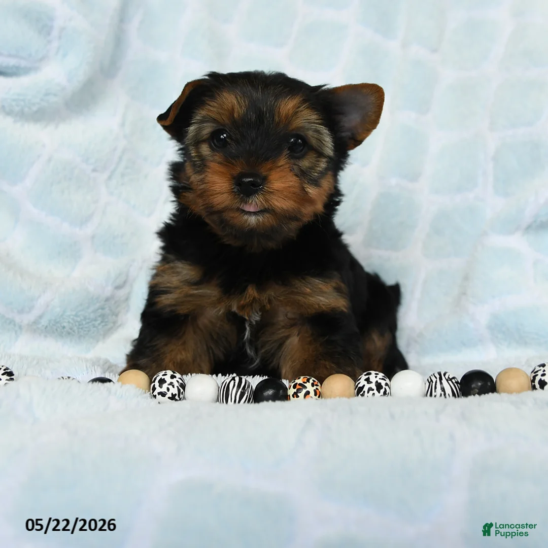 Yorkshire Terrier dogs for sale: Dancer - Ad 1