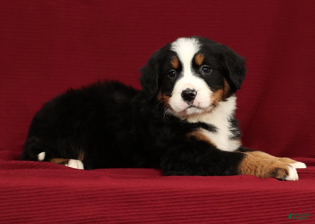 Bernese Mountain Dog dogs for sale: Clay - Ad 8