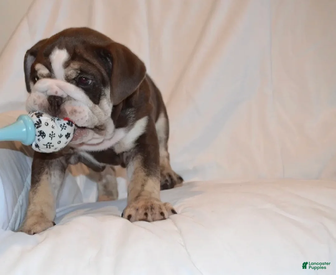 English Bulldog dogs for sale: Bandit (Chocolate Trindle) - Ad 2
