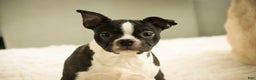 Boston Terrier dogs for sale: Howie - Ad 2