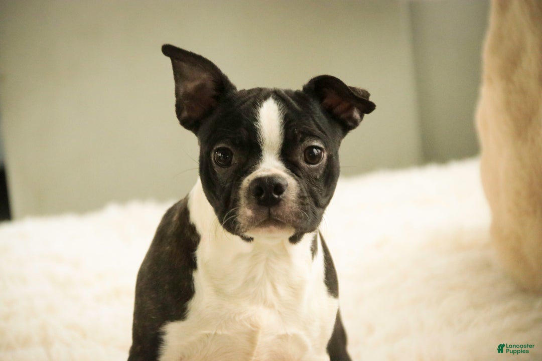 Boston Terrier dogs for sale: Howie - Ad 2