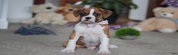 Boxer dogs for sale: Mia - Ad 2
