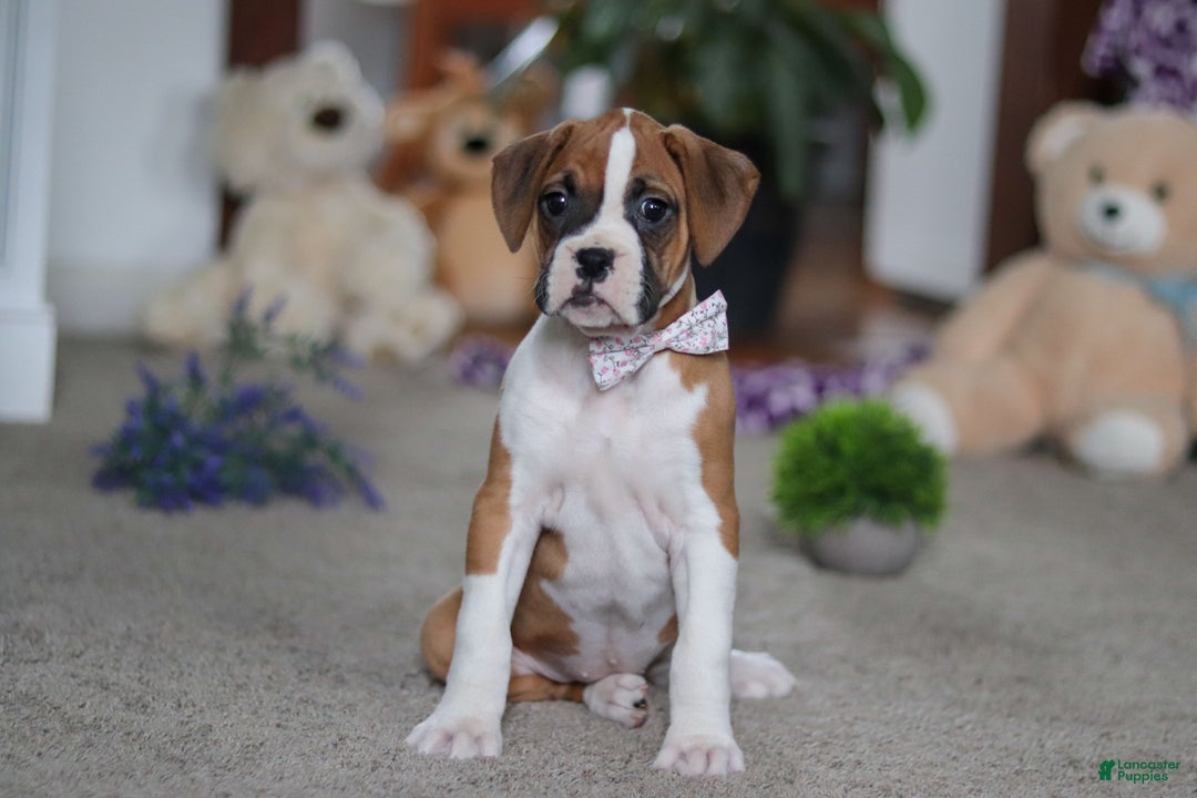 Boxer dogs for sale: Mia - Ad 2