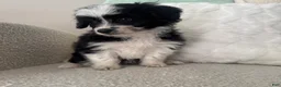Mini Aussiedoodle dogs for sale: Alan - Ad 3