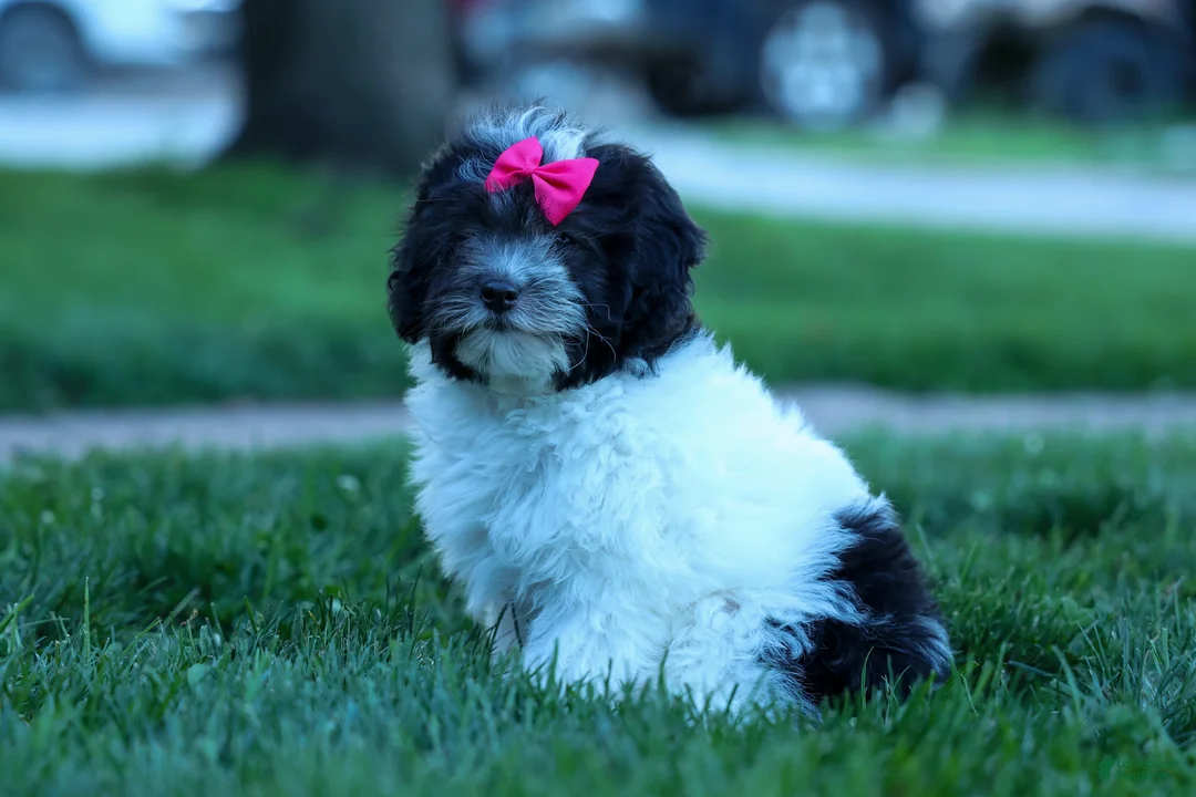 Cavapoo dogs for sale: Remi 🩷 - Ad 2
