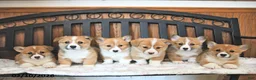 Welsh Corgi Pembroke dogs for sale: Tammie - Ad 3