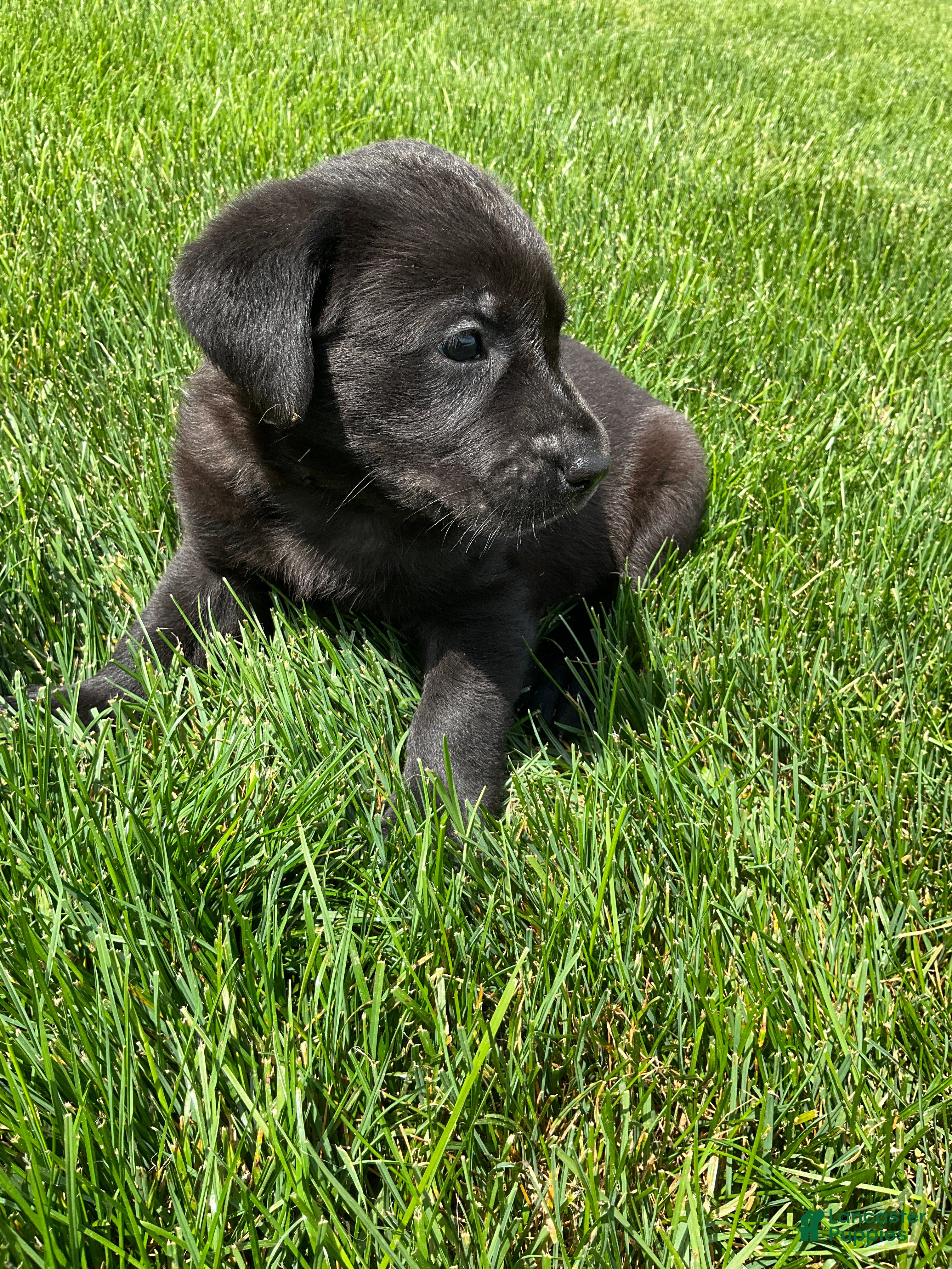 Labrador Retriever dogs for sale: Milo - Ad 4