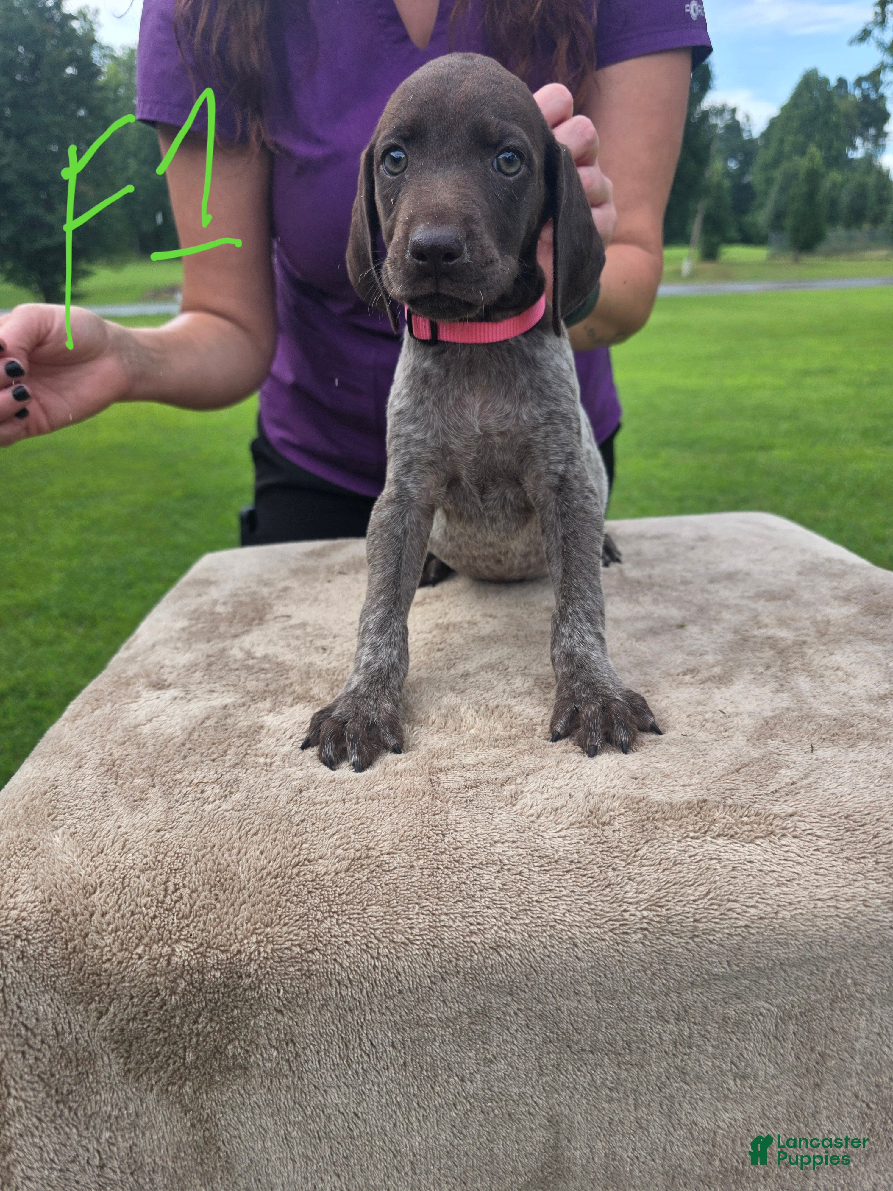 German Shorthaired Pointer dogs German Shorthaired Pointer 4 - Ad 42