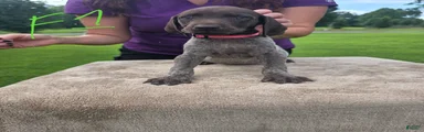 German Shorthaired Pointer 4
