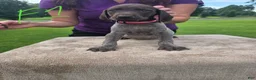 German Shorthaired Pointer dogs for sale: German Shorthaired Pointer 4 - Ad 1