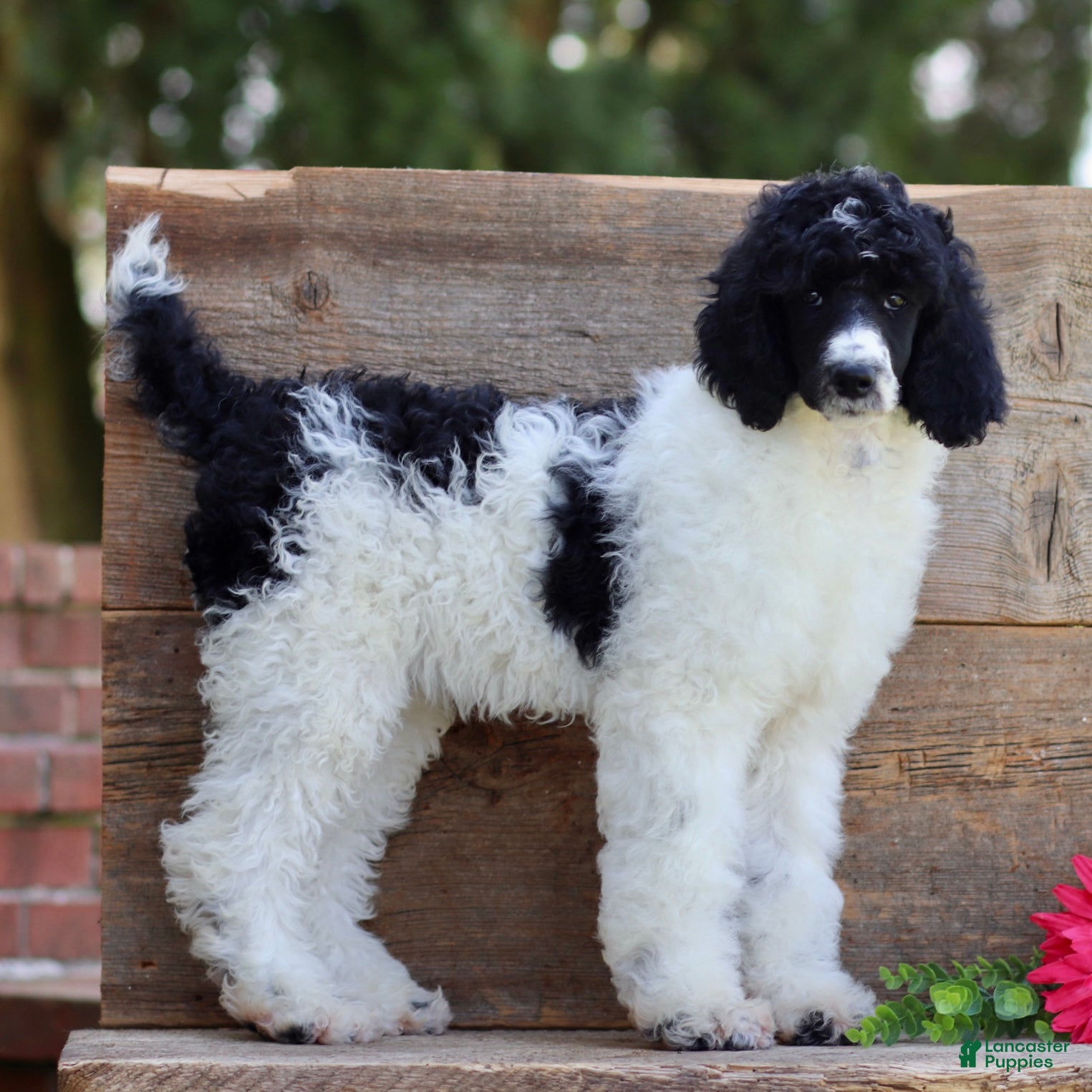 Standard Poodle dogs Fifi - Ad 1