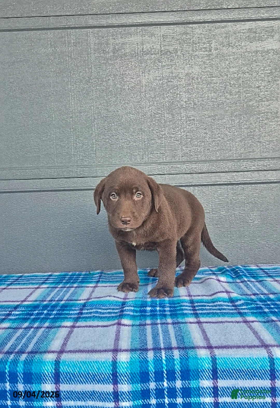 Labrador Retriever dogs for sale: Buddy - Ad 2