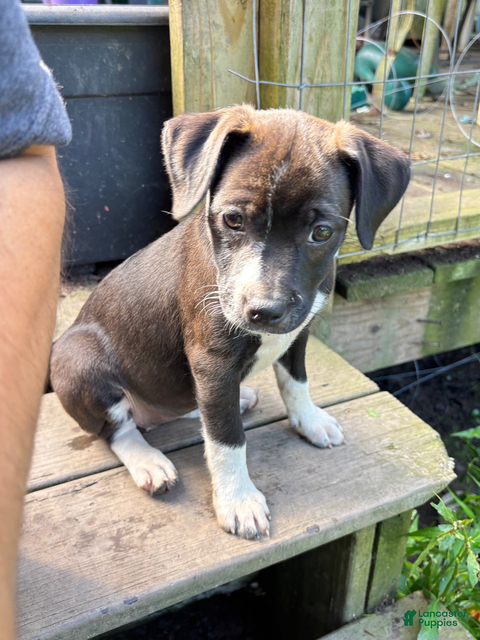Mixed Breed dogs for sale: Smarty - Ad 2