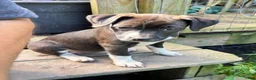 Mixed Breed dogs for sale: Smarty - Ad 1