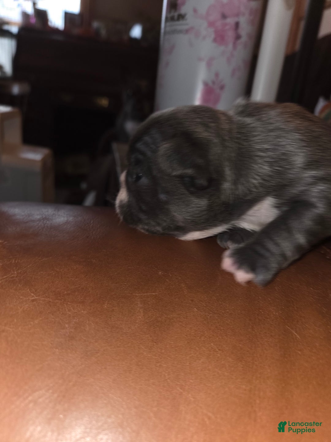 Frenchton dogs for sale: Frenchton Puppy 2 - Ad 4