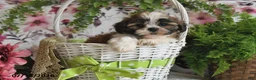 Shih Tzu dogs for sale: Kyler - Ad 5
