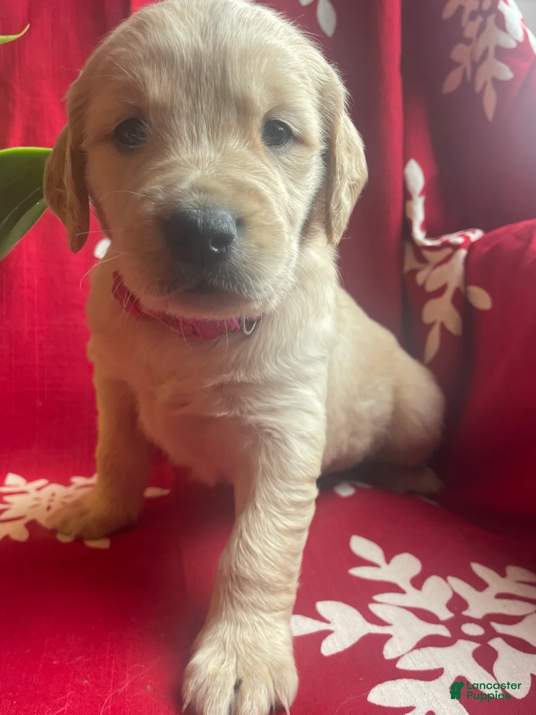 Goldendoodle dogs for sale: Goldendoodle Puppy 1 - Ad 5