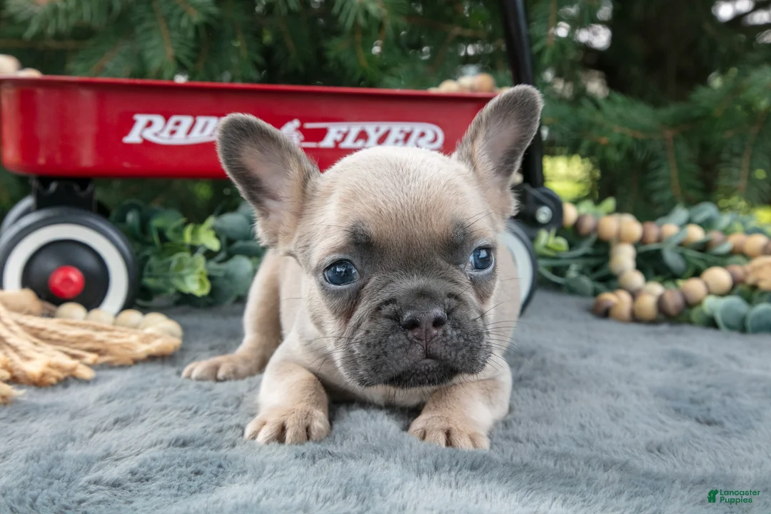 French Bulldog dogs for sale: Fido - Ad 3