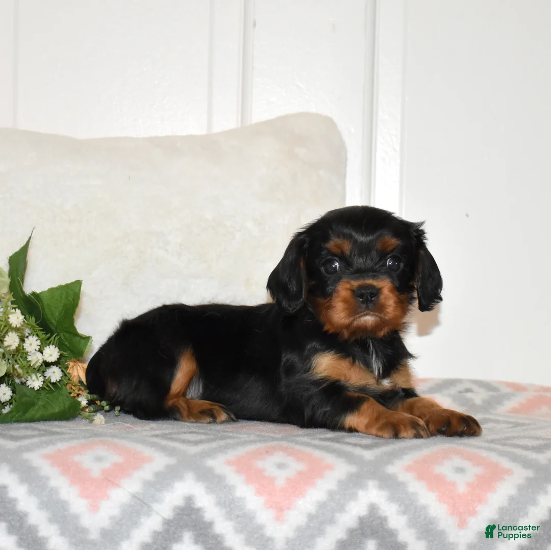 Cavalier King Charles Spaniel dogs for sale: Truffle  - Ad 5