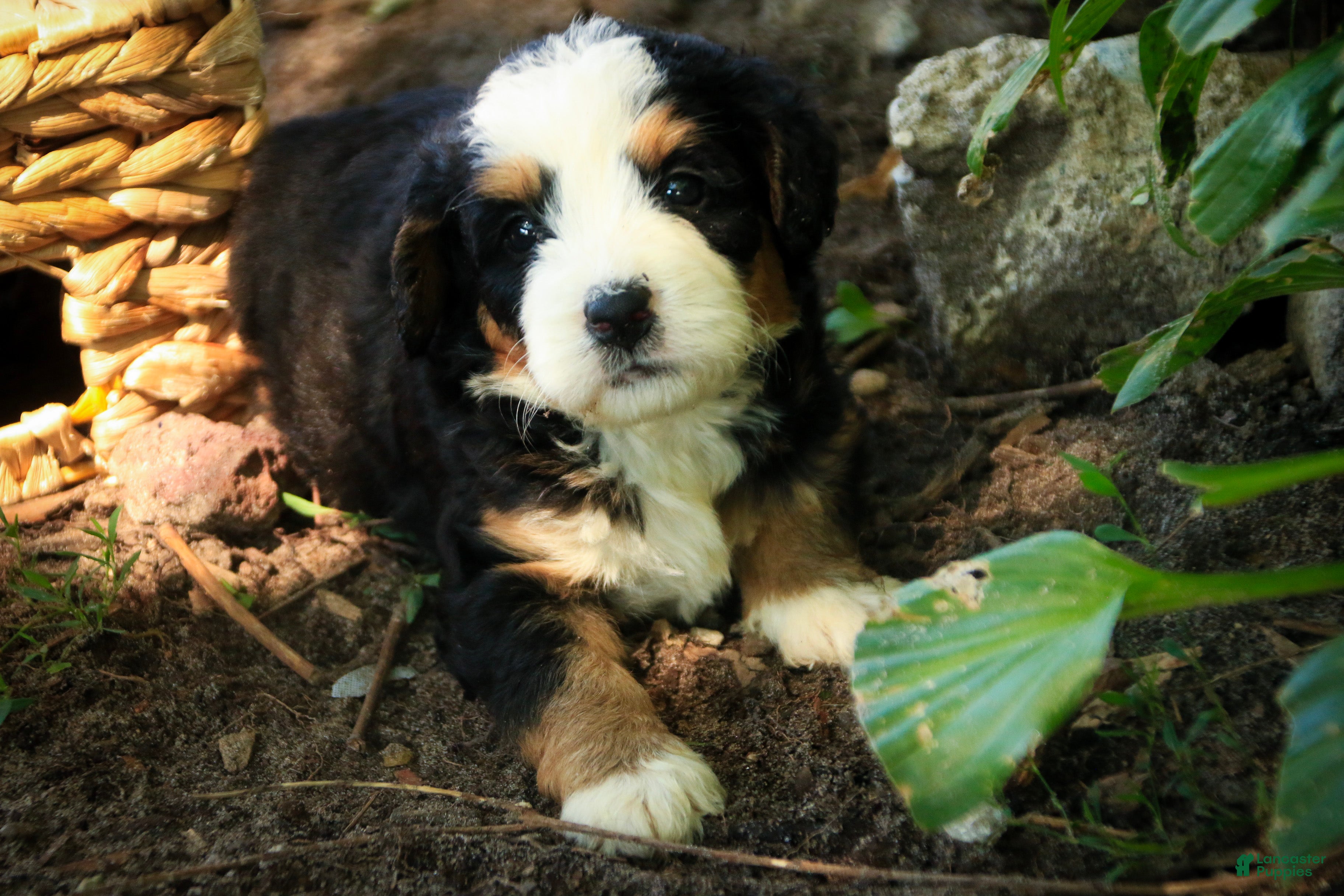 Mini Bernedoodle dogs Mercedes Mini Bernedoodle  - Ad 2