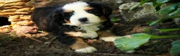 Mini Bernedoodle dogs for sale: Mercedes Mini Bernedoodle  - Ad 2