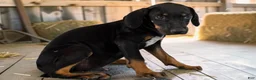 Catahoula Leopard Dog dogs for sale: Tracy II 2026 Male 3 - Ad 5
