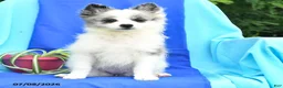 Pomeranian dogs for sale: Molly - Ad 3