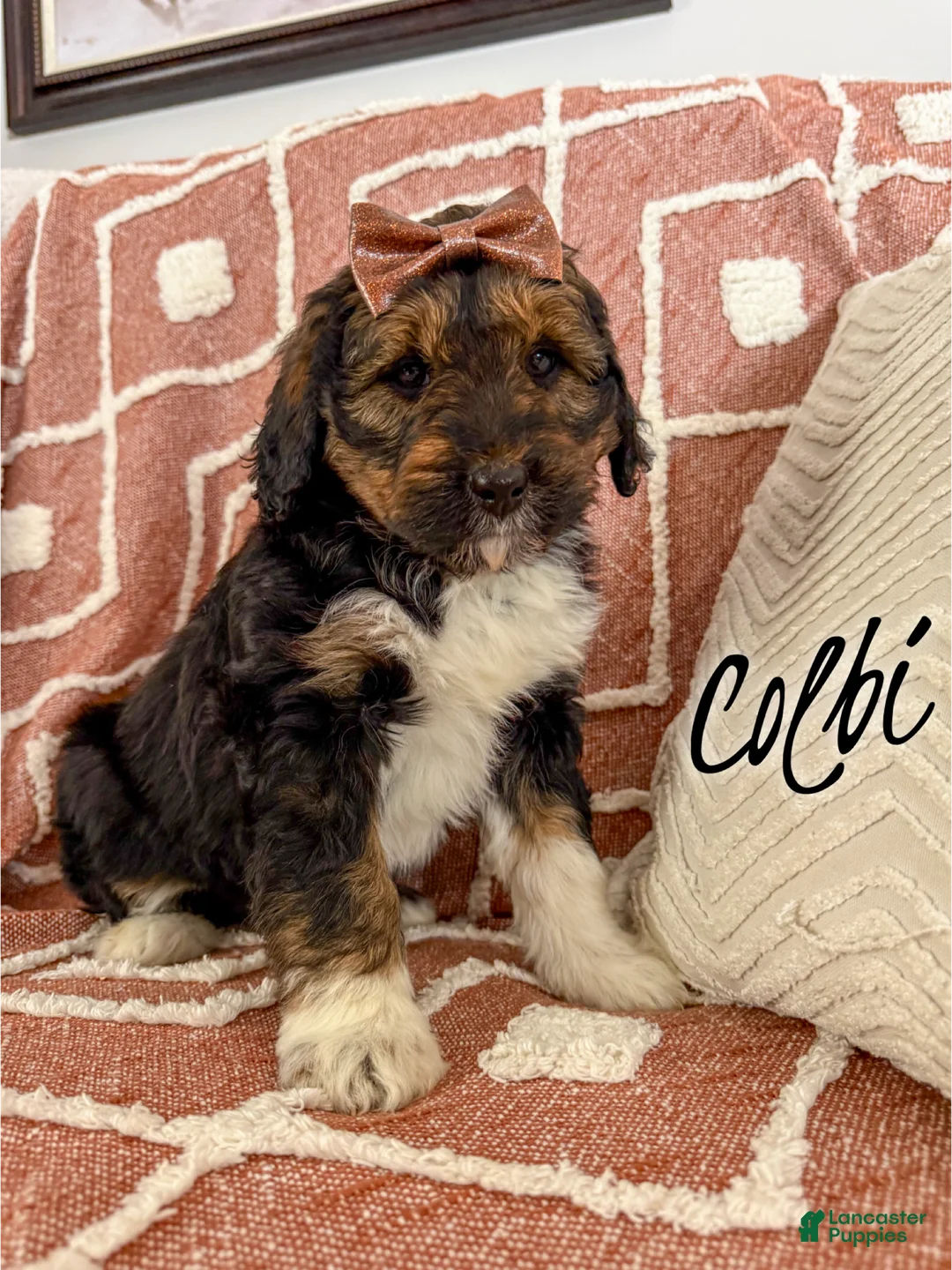 Aussiedoodle dogs for sale: Colbi - Standard F1 - Ad 1