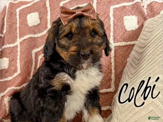 Aussiedoodle dogs Colbi - Standard F1 - Ad 28