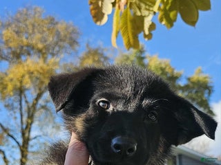 Gerberian Shepsky dogs - Ad 5