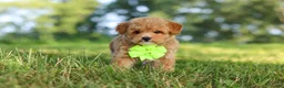 Maltipoo dogs for sale: Patrick - Ad 11