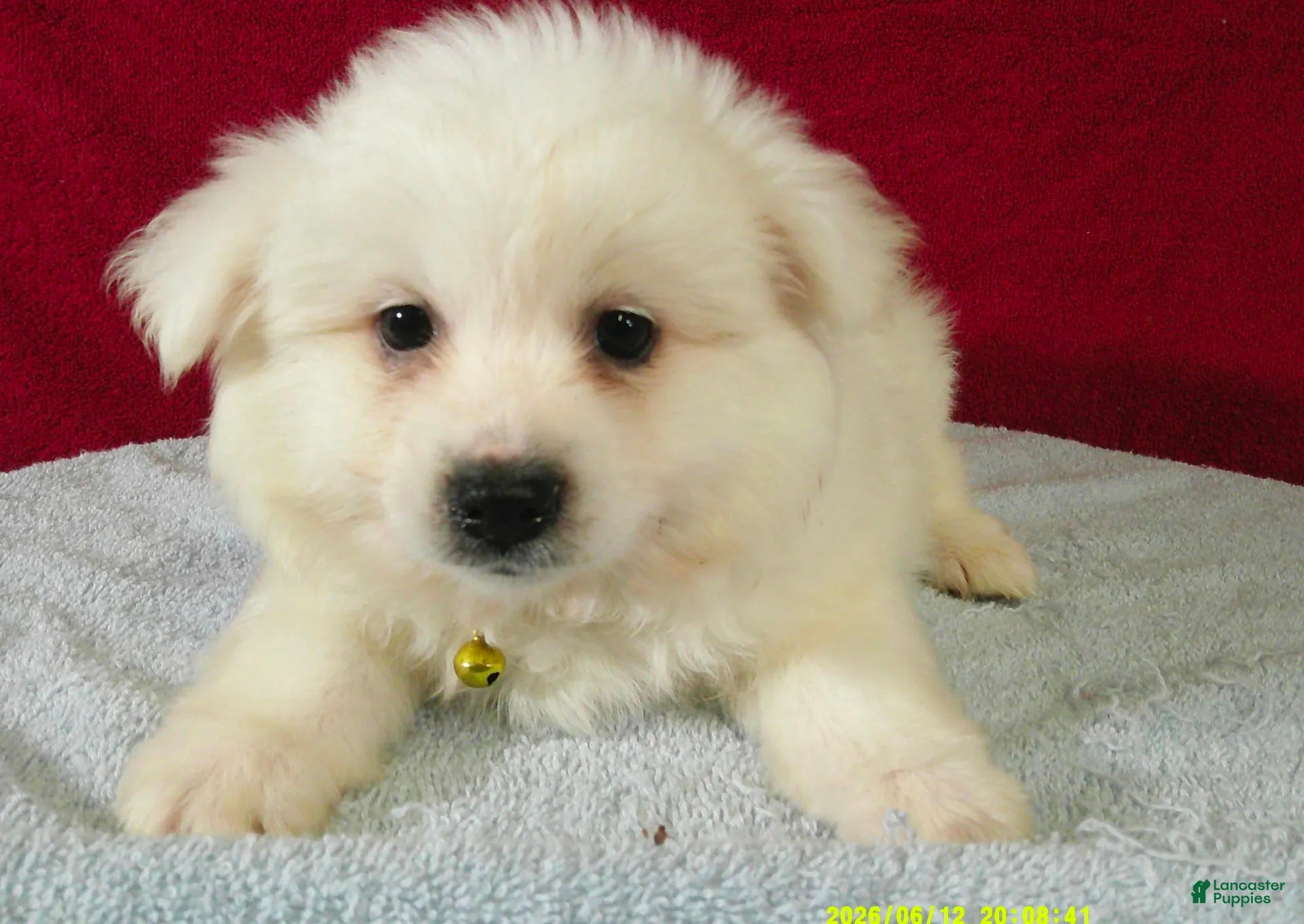 American Eskimo dogs S - Yellow - Ad 2