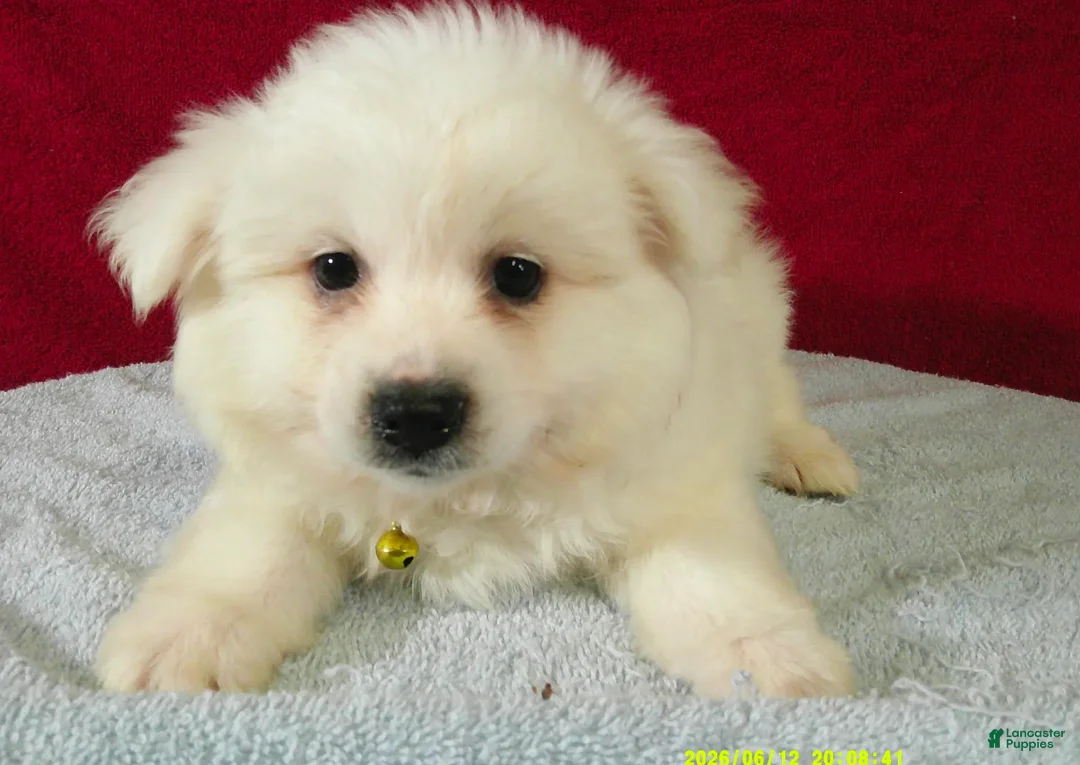 American Eskimo dogs for sale: S - Yellow - Ad 1