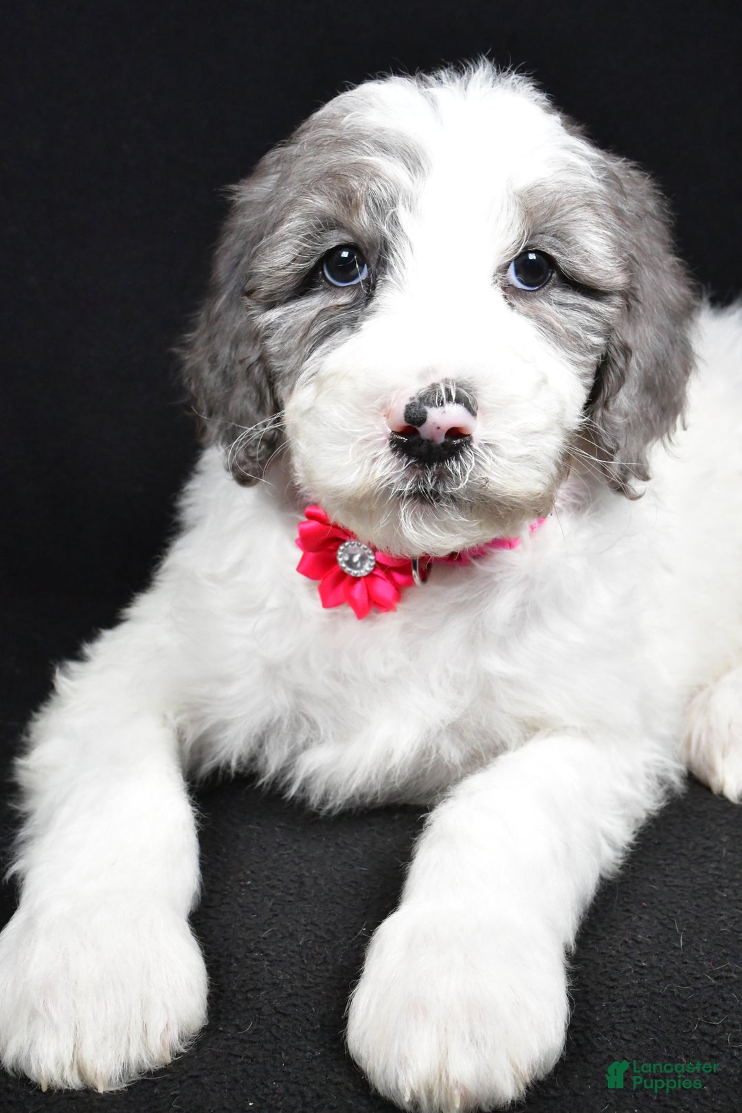 Sheepadoodle dogs for sale: Marsha - Ad 5