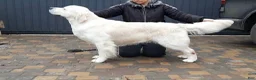 Golden Retriever dogs for sale: Marshmallow Cream - Ad 15