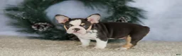 French Bulldog dogs for sale: Luna - Ad 7