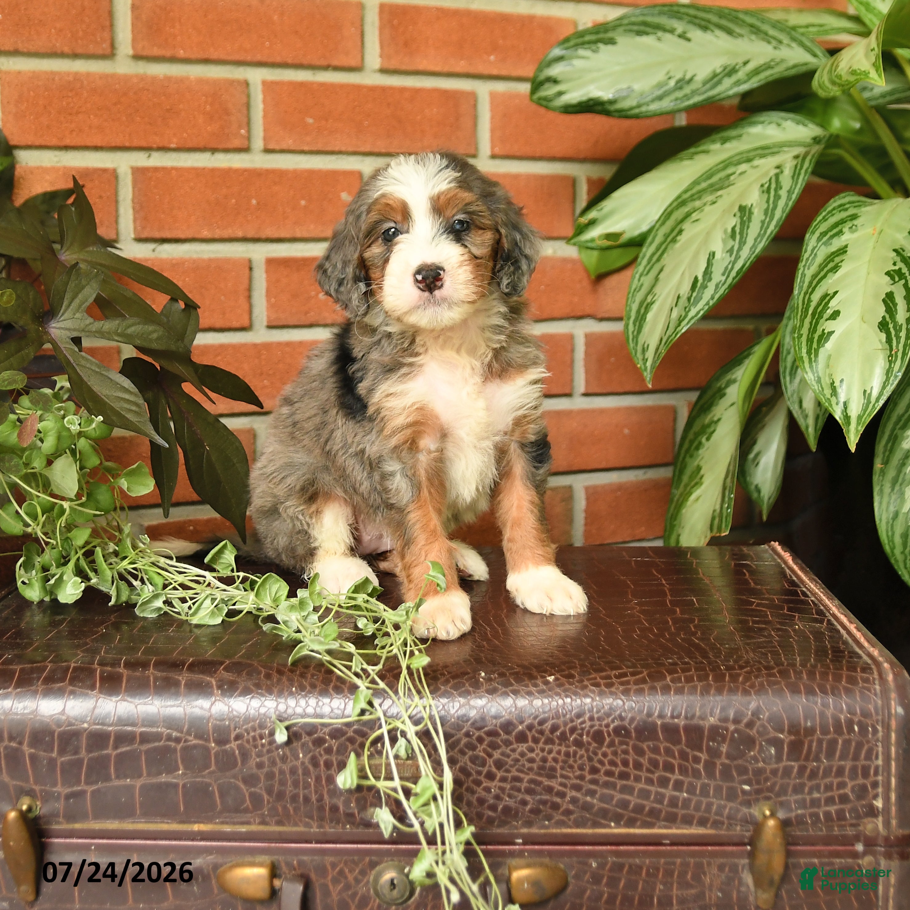 Bernedoodle dogs Julia - Ad 1