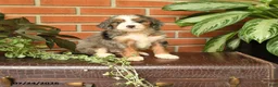 Bernedoodle dogs for sale: Julia - Ad 1