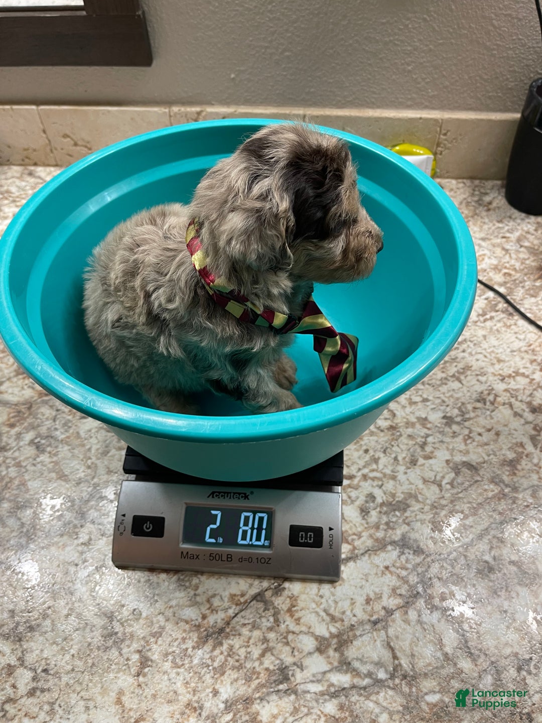 Miniature Poodle dogs for sale: Akc Chocolate Phantom Merle - Ad 10