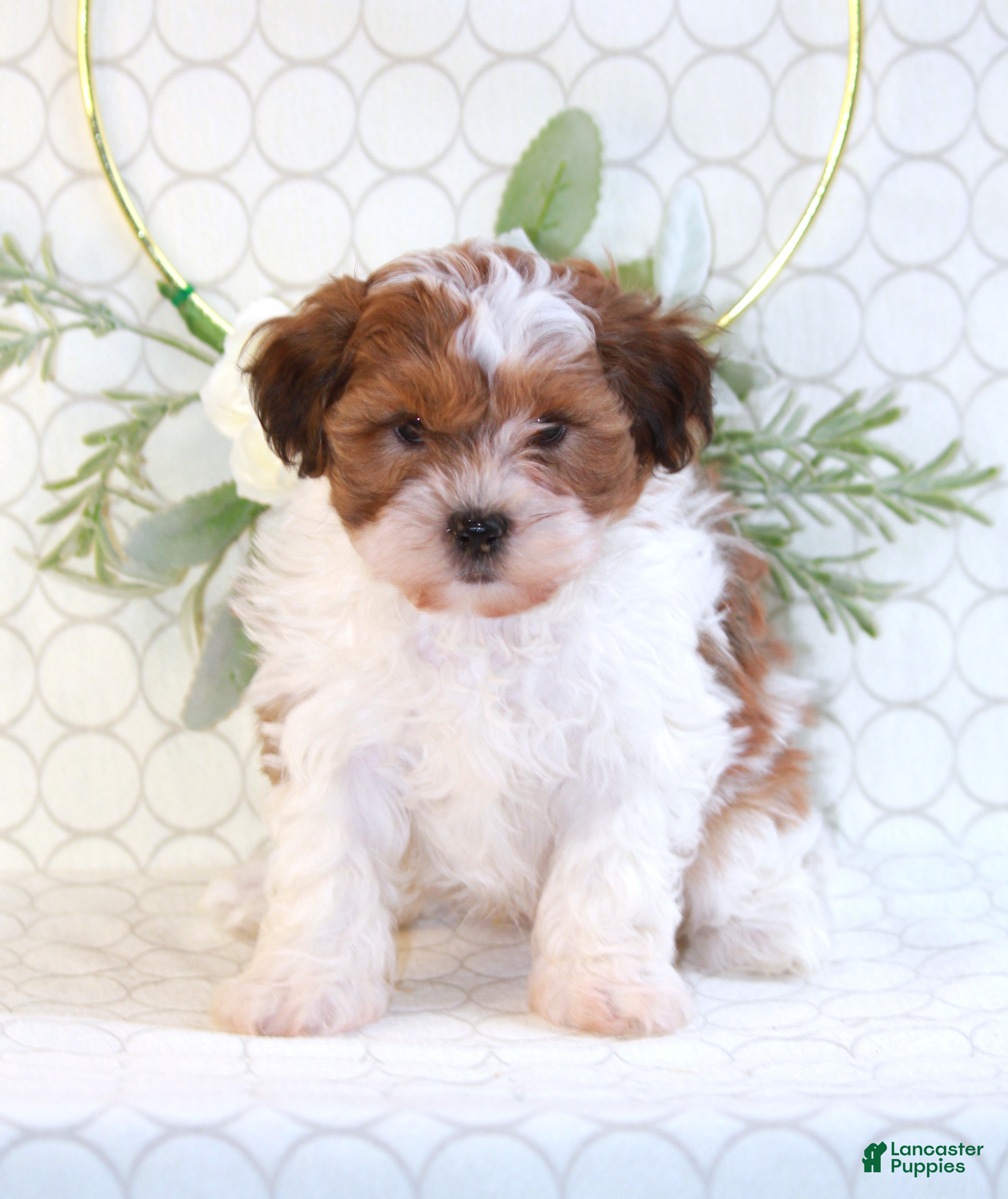 Shihpoo dogs Ryder - Ad 1