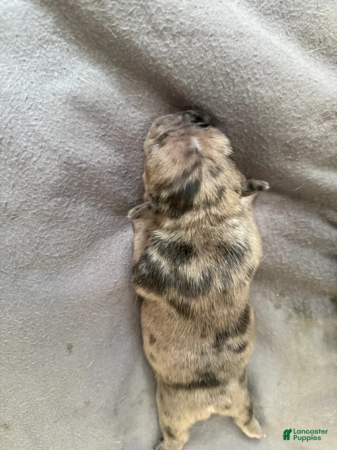 French Bulldog dogs for sale: French Bulldog Puppy 4 - Ad 1