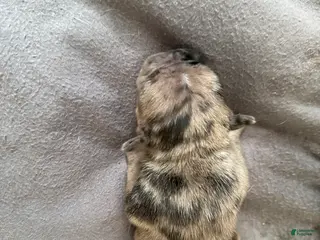 French Bulldog dogs for sale: French Bulldog Puppy 4 - Ad 4