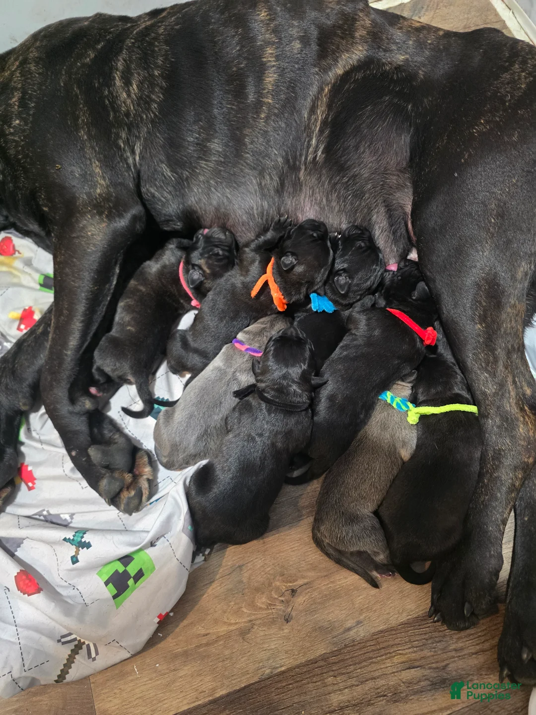 Cane Corso dogs for sale: Pink/Purple - Ad 14