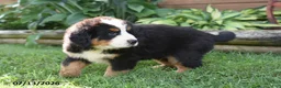 Bernese Mountain Dog dogs for sale: Rosco - Ad 3