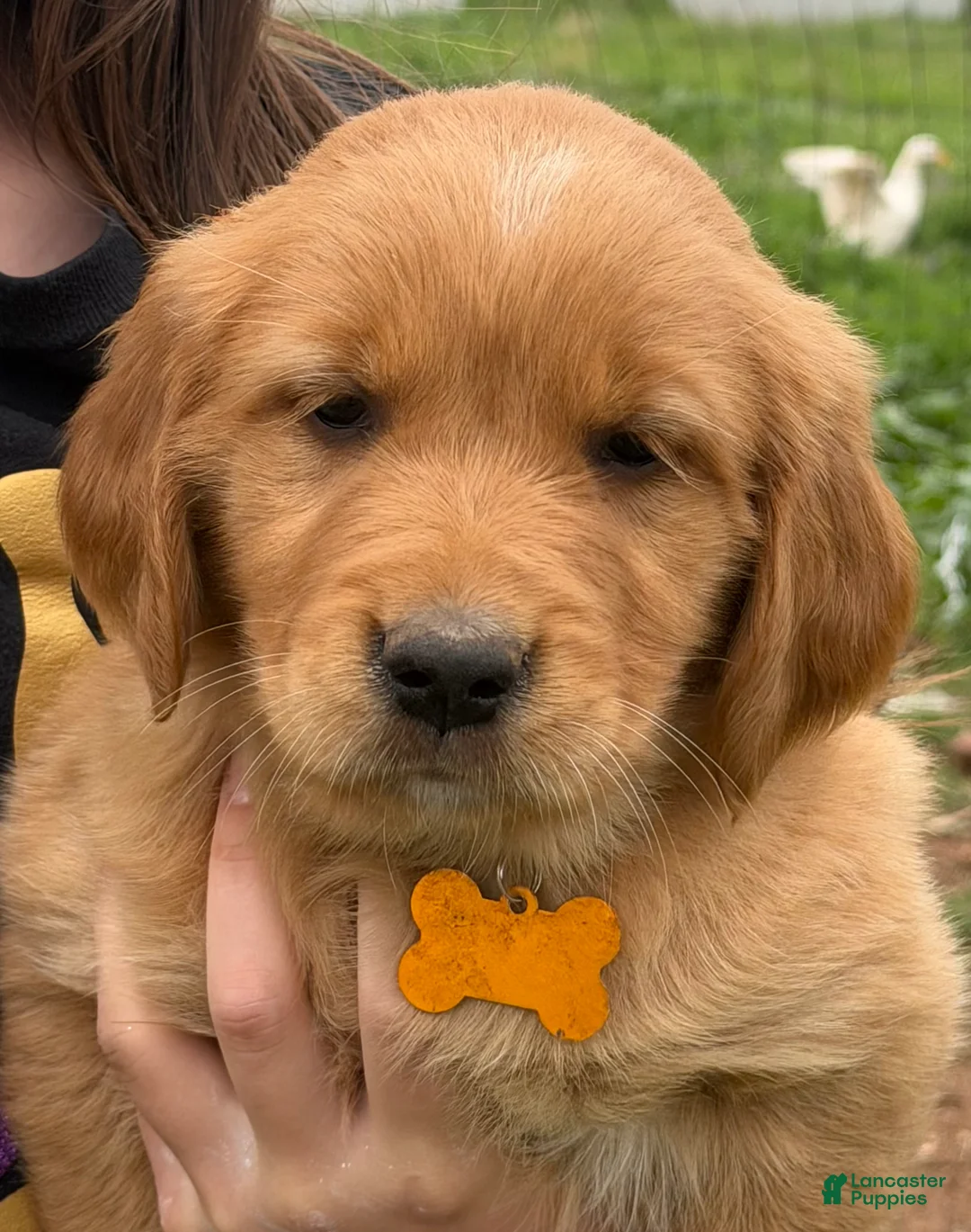 Golden Retriever dogs for sale: Golden Retriever Puppy Yellow - Ad 1