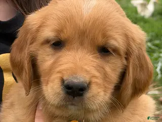 Golden Retriever dogs Golden Retriever Puppy Yellow - Ad 20