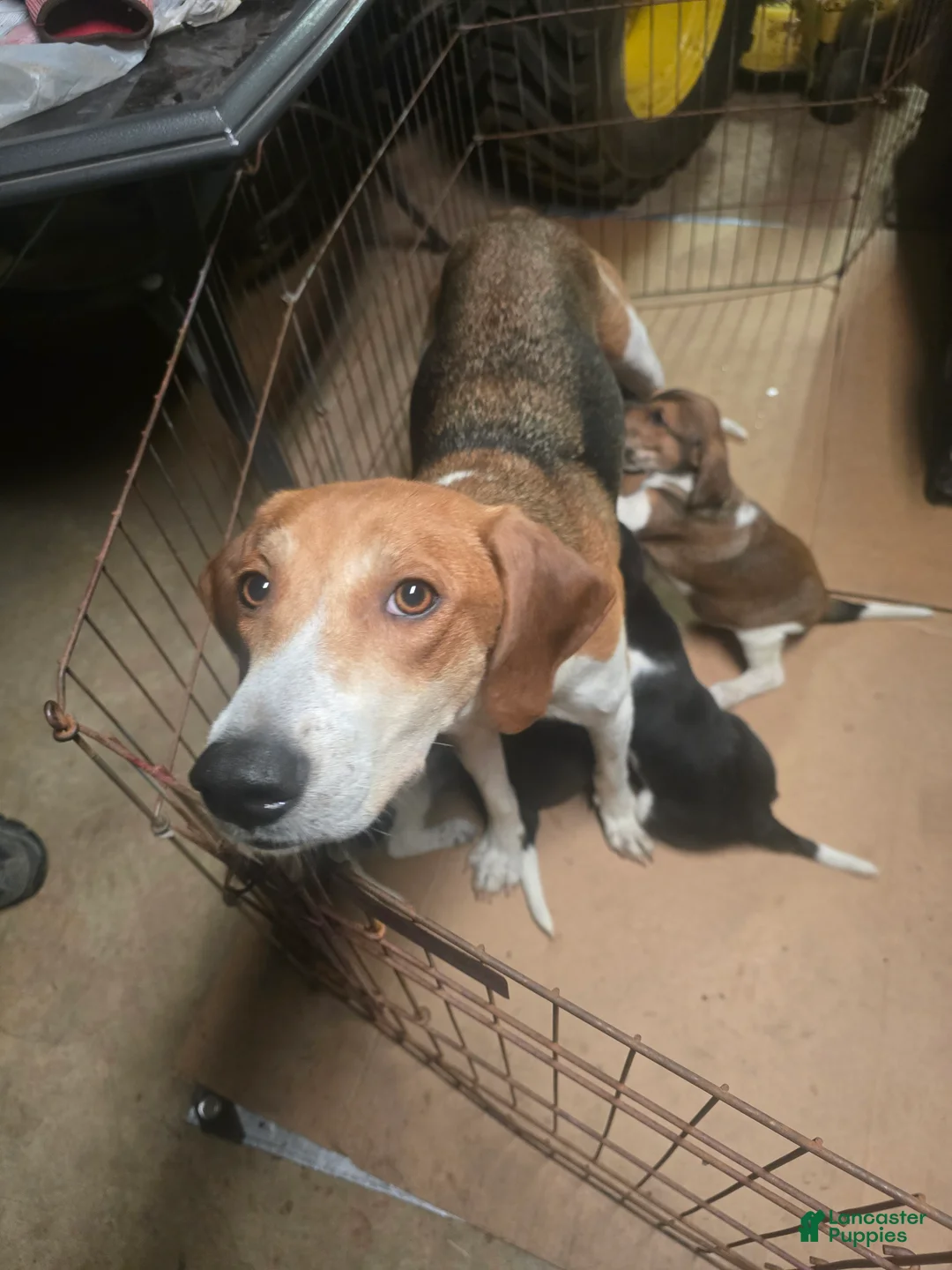 Other breed dogs for sale: Houdini - Ad 5