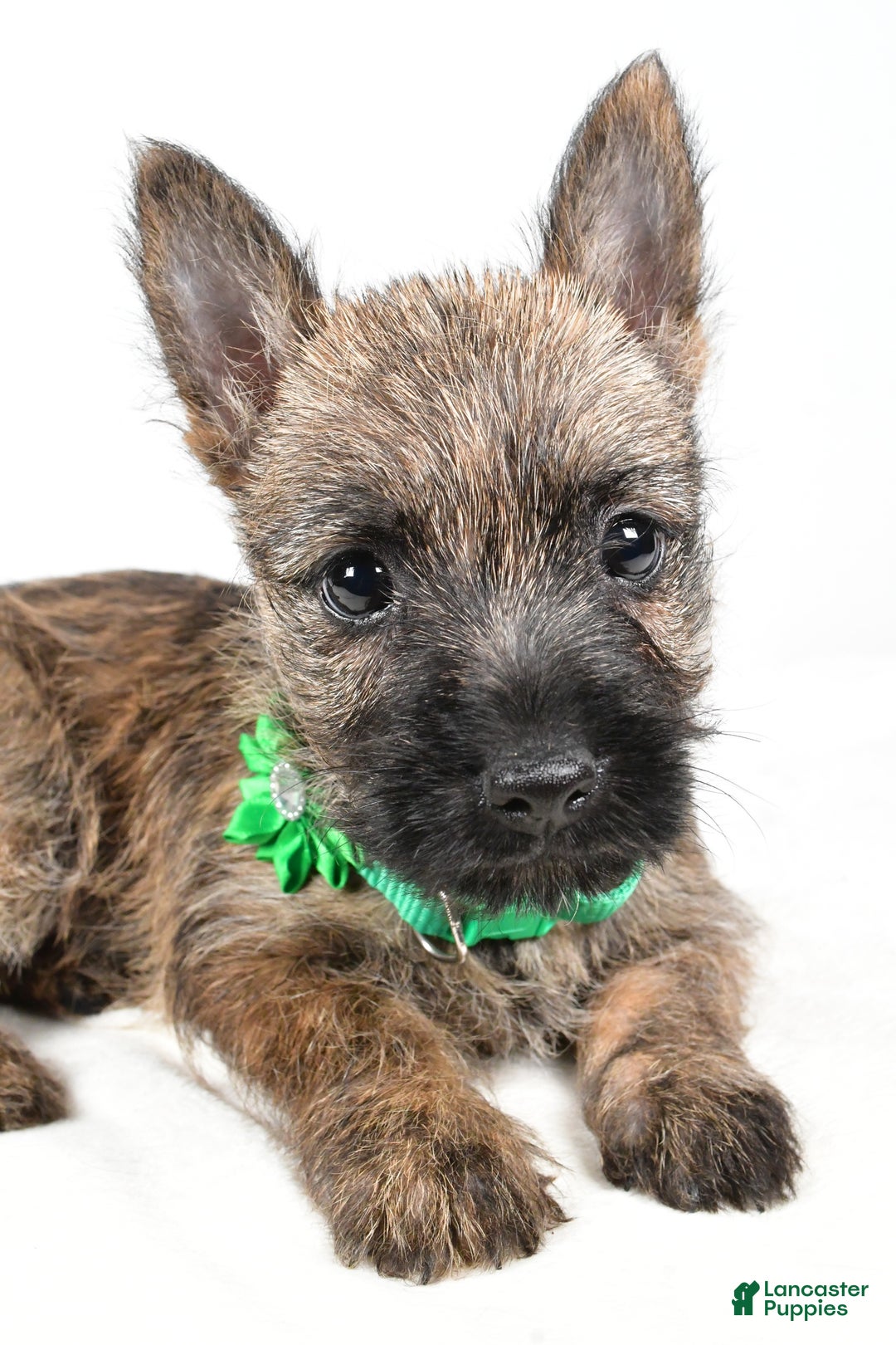 Cairn Terrier dogs for sale: Gabby - Ad 3