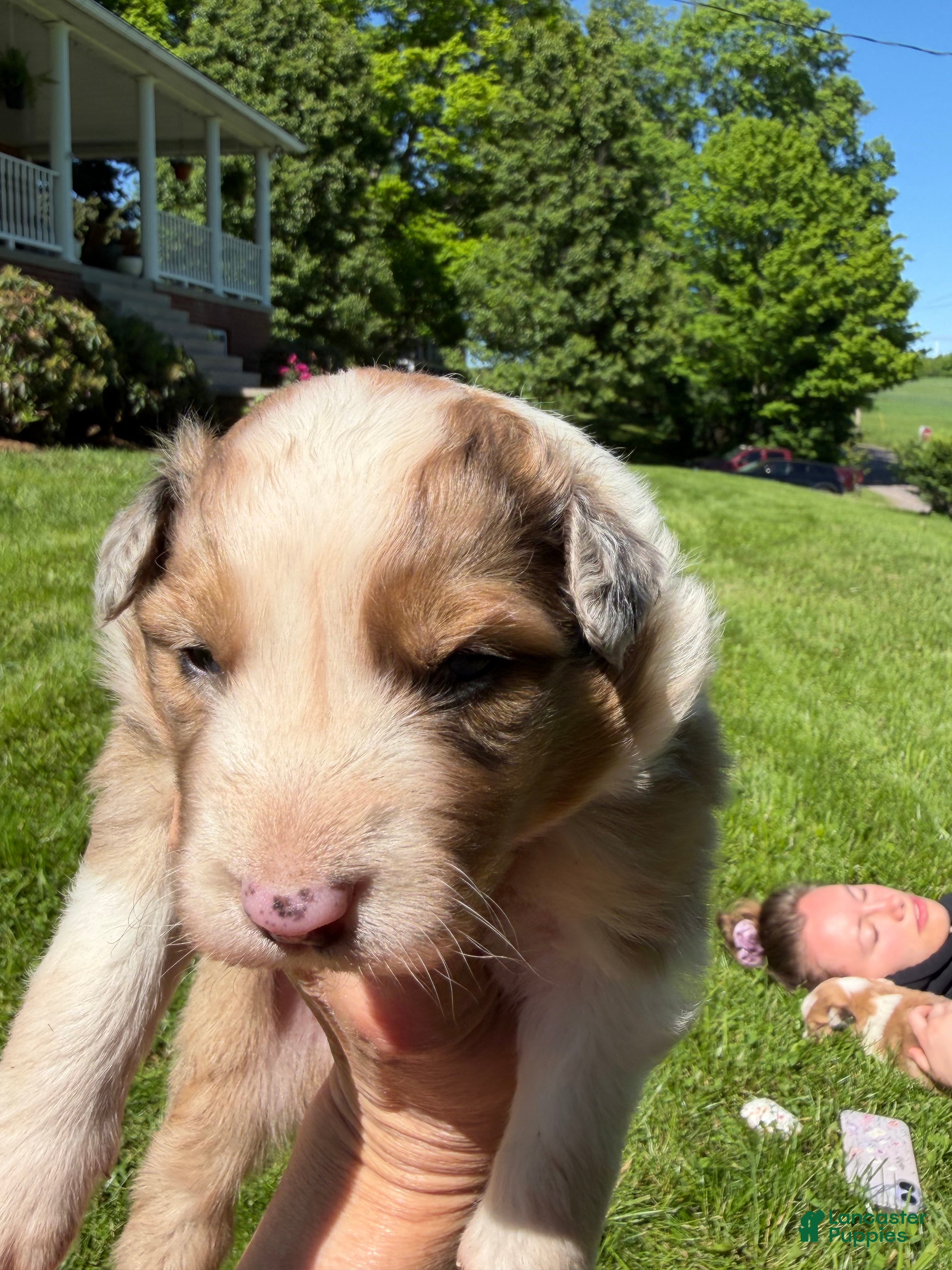 Mixed Breed dogs Mixed Breed 2 - Ad 2