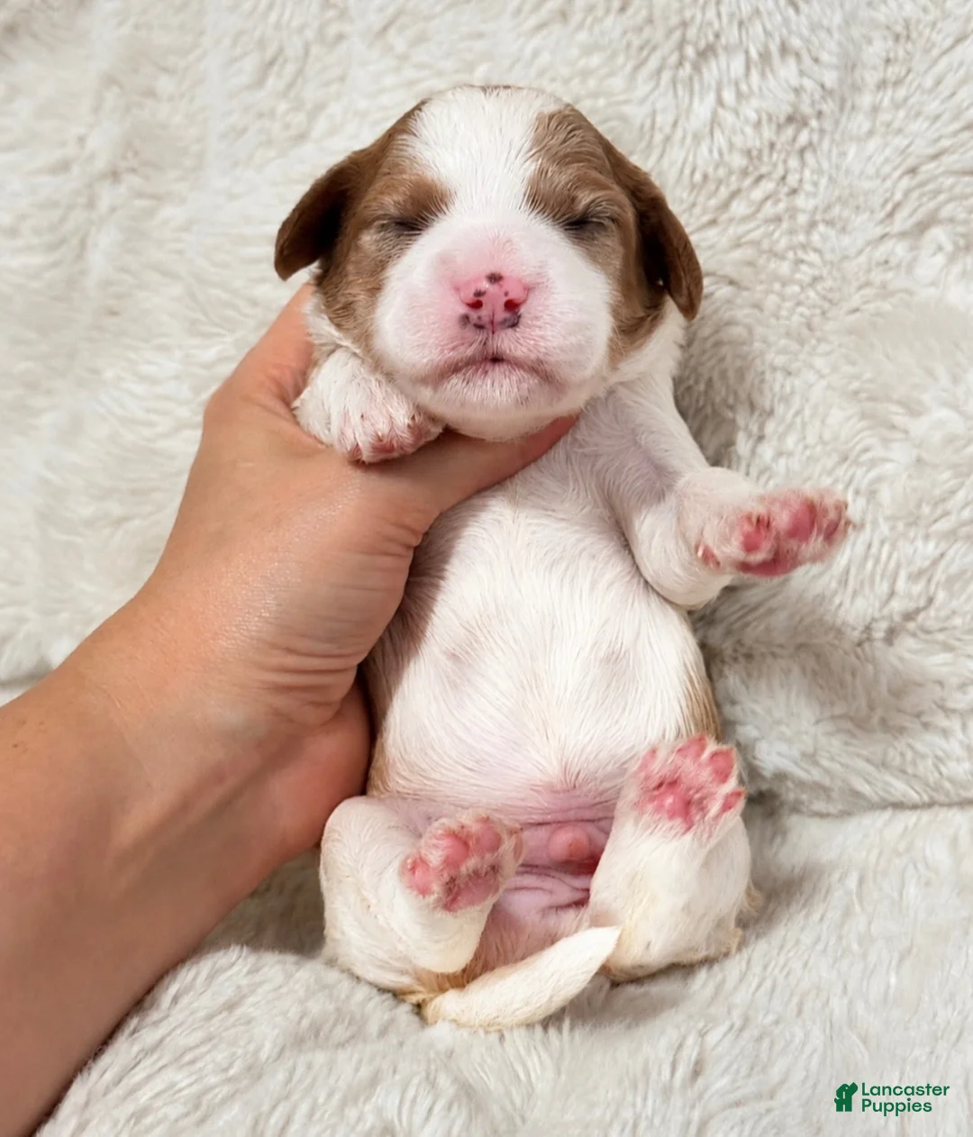 Cavapoo dogs for sale: Charlie - Ad 2